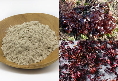 How to Prepare and Turn Sea Moss into Powder: Simple Guide