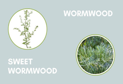 sweet wormwood vs wormwood