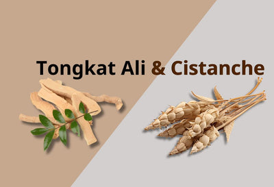 cistanche-vs-tongkat-ali