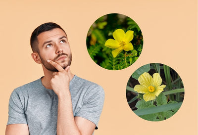 tribulus terrestris vs fadogia agrestis